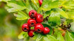 cardio slim tea